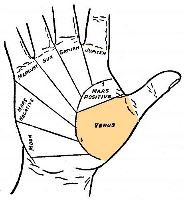 Mount of Venus in palmistry