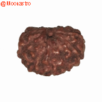 12 Mukhi Rudraksha