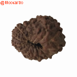 13 Mukhi Rudraksha