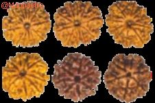 Rudraksha 1 mukhi Large