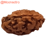 Rudraksha 2 mukhi nepal